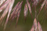 Cheatgrass